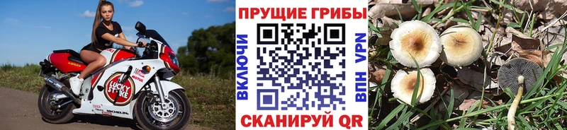 Псилоцибиновые грибы мицелий  Старица 